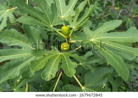 Close-up of two figs, one lighter and one darker green, among lush leaves. The shot captures their ripeness and vibrant growth.