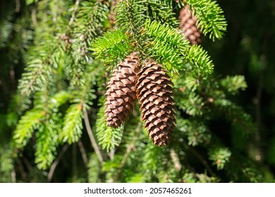 Close-up of two fir cones hanging on the branches of a conifer tree.