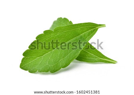 Close-up of Two fresh Stevia leaves (Stevia rebaudiana Bertoni)  isolated on white background.