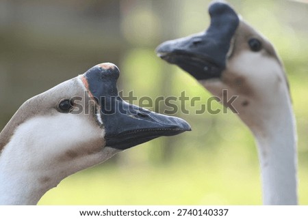 Closeup of two geese facing each other