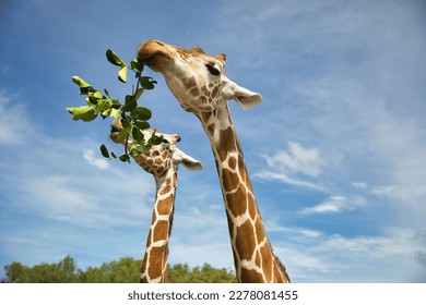 Cierre de dos jirafas comiendo juntas en una rama, con un cielo azul brillante en el fondo.