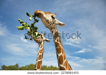 Close-up of two giraffes eating together on a branch, with a bright blue sky in the background.