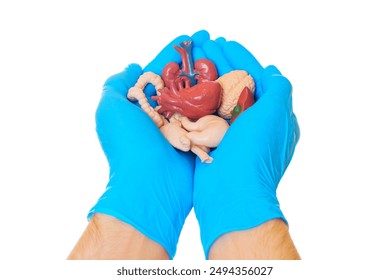 Close-up of two gloved hands holding various anatomical organ models. Medical education, training resources, or health promotion materials. - Powered by Shutterstock