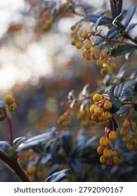 Close-up of two hanging clusters of unopened Berberis darwinii flower buds, in soft sunet light, with a blurry background which provides plenty of space for text.