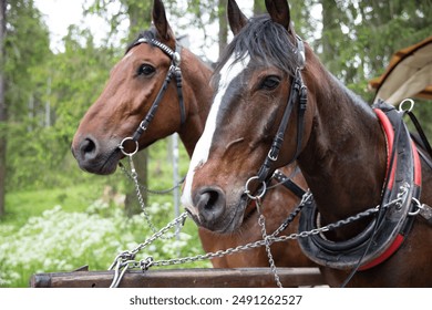 Close-Up of Two Harnessed Horses in the Forest: Nature, Animals, Rural Life - Powered by Shutterstock