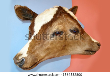 Closeup of a two headed (bicephalic) or two faced (diprosopus) brown calf, cow