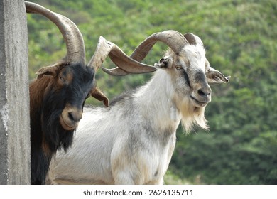 Primer plano de dos cabras con cuernos: una vista de cerca de dos cabras con cuernos Grandes y curvos, uno marrón y otro blanco, de pie cerca de una estructura de hormigón con un fondo verde borroso.