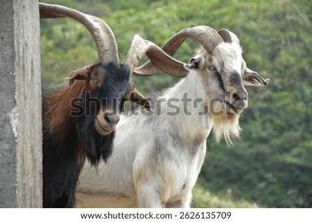 Close-Up of Two Horned Goats: A close-up view of two goats with large, curved horns, one brown and one white, standing near a concrete structure with a blurred green background.