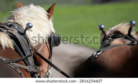 Close-up of two horses pulling a wagon