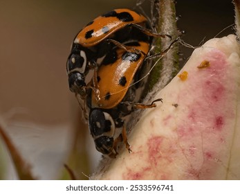 A Close-up of two ladybugs mating on a flower bud with detailed textures and natural colors - Powered by Shutterstock