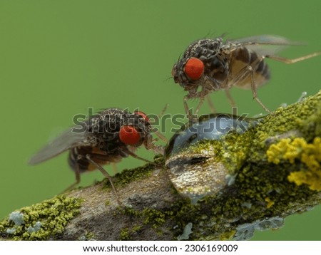 close-up of two large fruit flies (Drosophila hydei) with bright red eyes, drinking from a drop of honey on a lichen-covered twig
