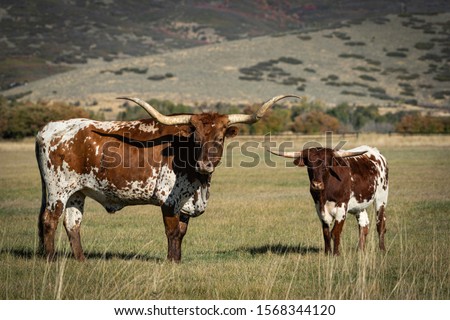 Close-up of Two Long Horn Steer in a Pasture