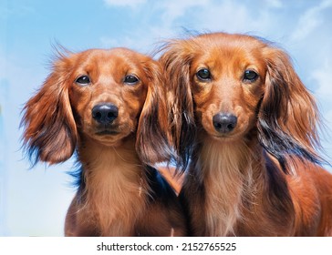 A closeup of two long-haired dachshunds  Animals portrait 