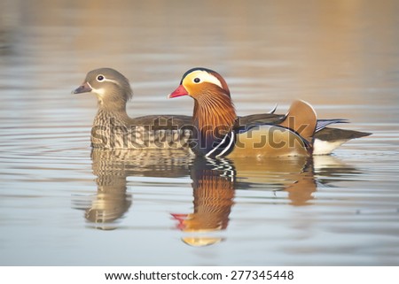 Close-up of two Mandarin duck (Aix galericulata) male and female pair swimming with reflection in the water.