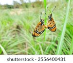 Close-up of two Monarch Butterflies Resting on Grass Blade with a blur natural background. Butterflies that are reproducing in the grass. wildlife, coexistence of insects in their environment.