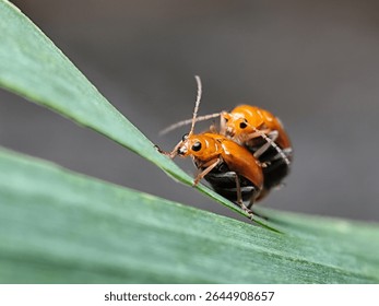 Close-up of two orange beetles mating on a green leaf, captured in a macro shot with a blurred background.