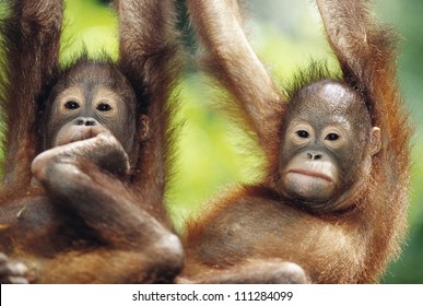 Close-up of two orangutan, Borneo, Malaysia