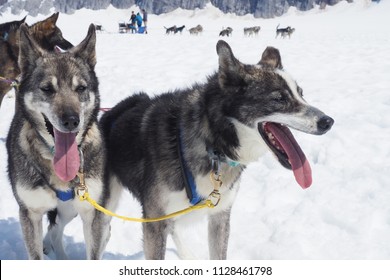 Close-up of two panting Alaskan huskies on a glacier
