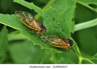 A Closeup Of Two Periodical Cicadas On A Leaf In Missouri