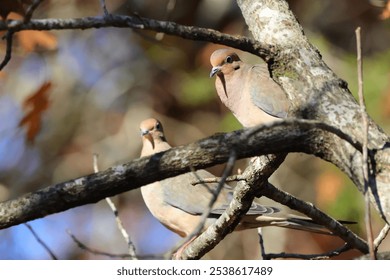 A closeup of two pigeons birds perched on a tree branch - Powered by Shutterstock