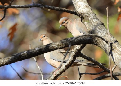 A closeup of two pigeons birds perched on a tree branch - Powered by Shutterstock