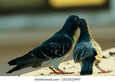 A close-up of two pigeons sharing a tender moment on a sunlit urban ledge. Captured during golden hour, the image highlights the soft intimacy and vibrant plumage of the birds as they gently touch bea