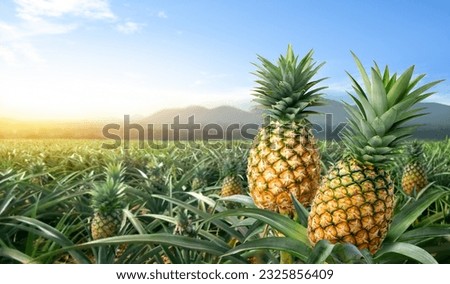 Close-up two pineapple fruits in pineapple farming.