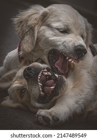 close-up of two puppies dog golden retriever playing a tough fight game in a street in Paris