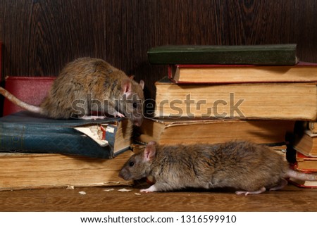 Close-up two rat (Rattus norvegicus) climbs on old books on the flooring in the library. Concept of rodent control.