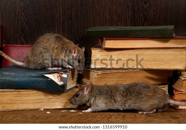Close-up two rat\
(Rattus norvegicus) climbs on old books on the flooring in the\
library. Concept of rodent\
control.