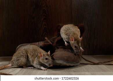 Close-up two rats near   brown boots on the gray floors. The concept of rodent control  in the apartment. Extermination.