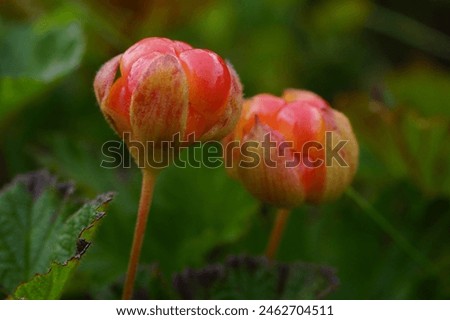 Close-up of two red cloudberries (Rubus chamaemorus), Northern Norway