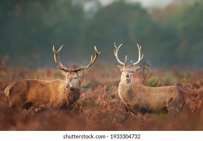 Close-up Of Two Red Deer Stags In Autumn, UK.