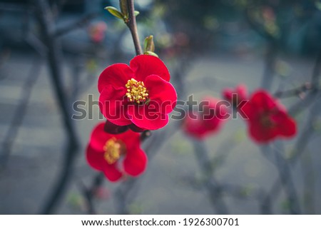 Closeup of two red Japanese plum blossom tree ume flower petals blooming in mid February hanami spring festival 