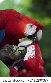 Closeup of two red macaw birds