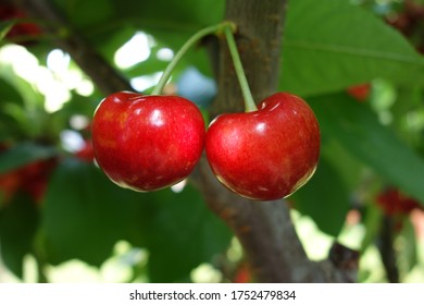 Close-up of two red ripe heart cherries hanging on the branch of a cherry tree, surrounded by green leaves and other cherries in the background