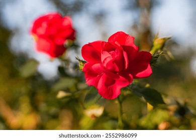 Close-up of two red roses with buds, full bloom, vibrant color, intricate patterns on petals, green leaves, natural contrast, outdoor setting, garden or field environment, blurred background, daytime - Powered by Shutterstock