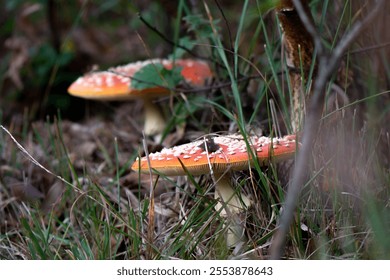 close-up of two red with white dotts fly agaric fungus 