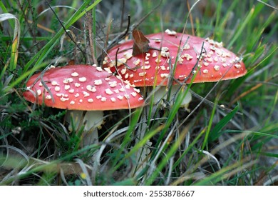 close-up of two red with white dotts fly agaric fungus 