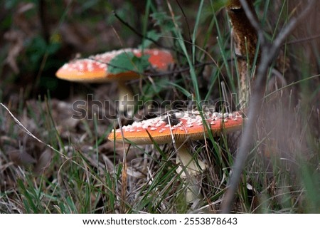 close-up of two red with white dotts fly agaric fungus 