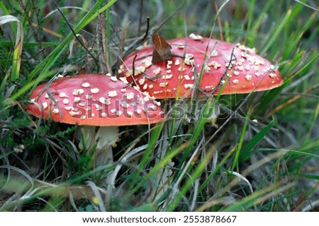 close-up of two red with white dotts fly agaric fungus 