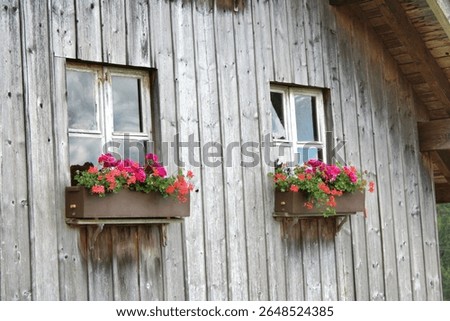 Close-up of two rustic wooden windows with flower boxes filled with red and pink geraniums on a weathered farmhouse wall in a quiet countryside setting.