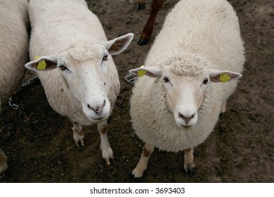 close-up of two sheep