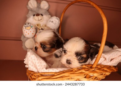 A close-up of two shih tzu puppies sitting in a basket and a stuffed bunny behind with painted eggs, Easter photoshoot.  - Powered by Shutterstock