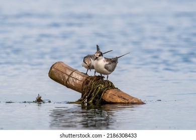 Close-up of two sitting juvenile whiskered tern with beautiful blue background on a sunny day during springtime