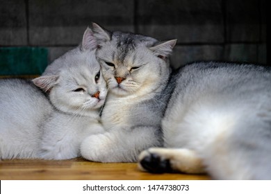 Closeup Of Two Sleeping Cuddling Cats Together British Shorthair Pet Couple