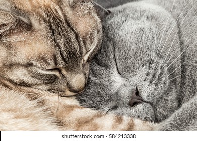 Closeup Of Two Sleeping Cuddling Cats Together Thai Siam And British Shorthair Pet Couple