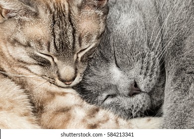 Closeup Of Two  Sleeping Cuddling Cats Together Thai Siam And British Shorthair Pet Couple