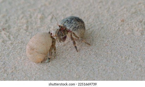 Close-up of two small arthropod mollusks actively communicating with each other with the help of red antennae. Meeting of two hermit crabs on the white sand of the seashore. - Shutterstock ID 2251669739