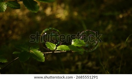 Close-up of two soap bubbles resting delicately on a green leaf in a forest. Natural sunlight creates colorful reflections, adding a magical and dreamy atmosphere to the scene.